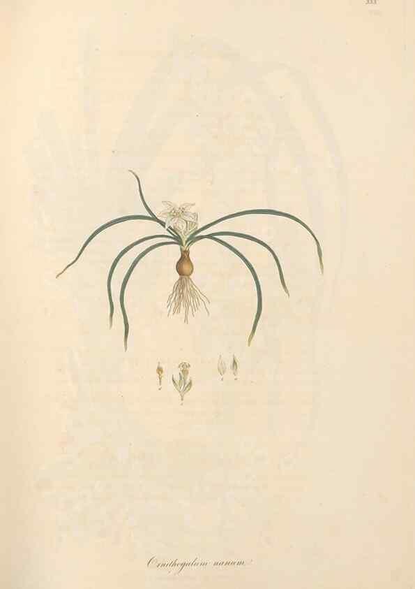 Reproducción/Reproduction 49557607442: Flora Graeca, sive, Plantarum rariorum historia, quas in provinciis aut insulis Graeciae /. Londini :Typis Richardi Taylor et socii, in Vico Shoe-Lane :MDCCCVI-MDCCCXL [1806-1840].. 