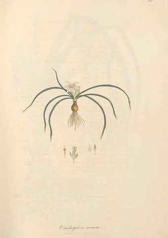 Reproducción/Reproduction 49557607442: Flora Graeca, sive, Plantarum rariorum historia, quas in provinciis aut insulis Graeciae /. Londini :Typis Richardi Taylor et socii, in Vico Shoe-Lane :MDCCCVI-MDCCCXL [1806-1840].. 