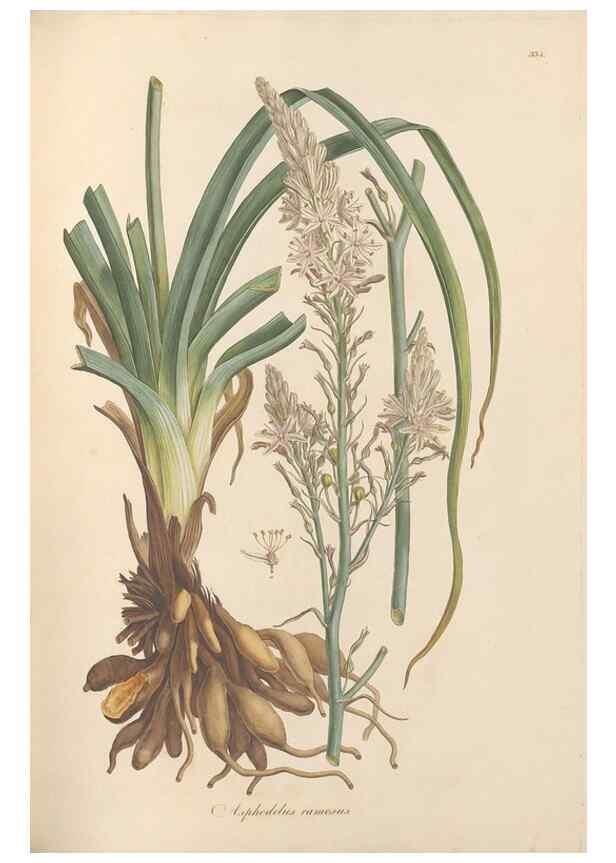 Reproducción/Reproduction 49556874488: Flora Graeca, sive, Plantarum rariorum historia, quas in provinciis aut insulis Graeciae /. Londini :Typis Richardi Taylor et socii, in Vico Shoe-Lane :MDCCCVI-MDCCCXL [1806-1840].. 
