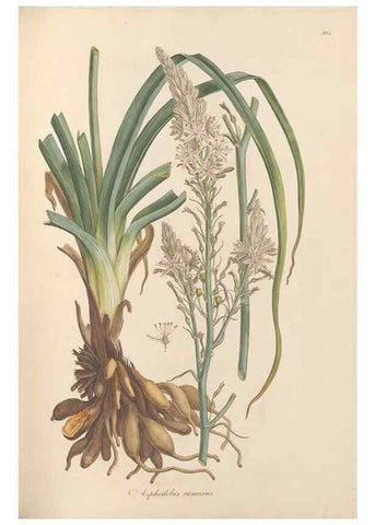 Reproducción/Reproduction 49556874488: Flora Graeca, sive, Plantarum rariorum historia, quas in provinciis aut insulis Graeciae /. Londini :Typis Richardi Taylor et socii, in Vico Shoe-Lane :MDCCCVI-MDCCCXL [1806-1840].. 