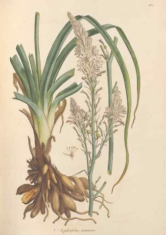 Reproducción/Reproduction 49556874488: Flora Graeca, sive, Plantarum rariorum historia, quas in provinciis aut insulis Graeciae /. Londini :Typis Richardi Taylor et socii, in Vico Shoe-Lane :MDCCCVI-MDCCCXL [1806-1840].. 