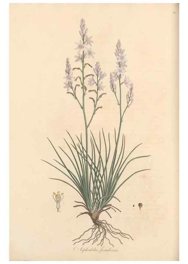 Reproducción/Reproduction 49556874878: Flora Graeca, sive, Plantarum rariorum historia, quas in provinciis aut insulis Graeciae /. Londini :Typis Richardi Taylor et socii, in Vico Shoe-Lane :MDCCCVI-MDCCCXL [1806-1840].. 