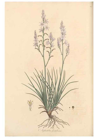 Reproducción/Reproduction 49556874878: Flora Graeca, sive, Plantarum rariorum historia, quas in provinciis aut insulis Graeciae /. Londini :Typis Richardi Taylor et socii, in Vico Shoe-Lane :MDCCCVI-MDCCCXL [1806-1840].. 