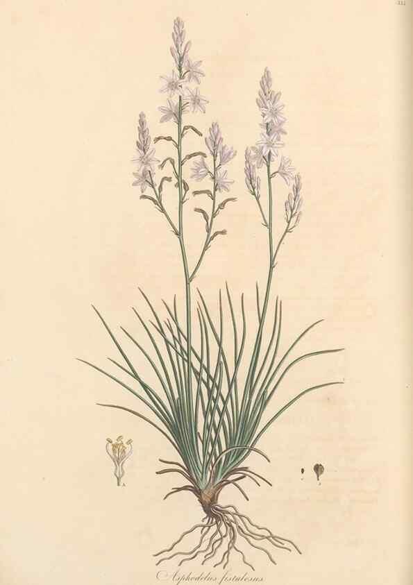 Reproducción/Reproduction 49556874878: Flora Graeca, sive, Plantarum rariorum historia, quas in provinciis aut insulis Graeciae /. Londini :Typis Richardi Taylor et socii, in Vico Shoe-Lane :MDCCCVI-MDCCCXL [1806-1840].. 