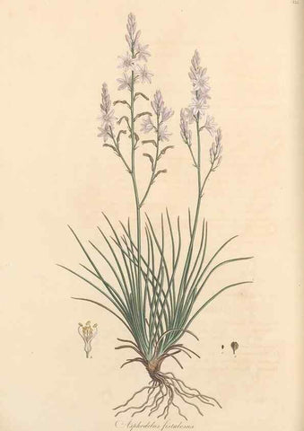 Reproducción/Reproduction 49556874878: Flora Graeca, sive, Plantarum rariorum historia, quas in provinciis aut insulis Graeciae /. Londini :Typis Richardi Taylor et socii, in Vico Shoe-Lane :MDCCCVI-MDCCCXL [1806-1840].. 