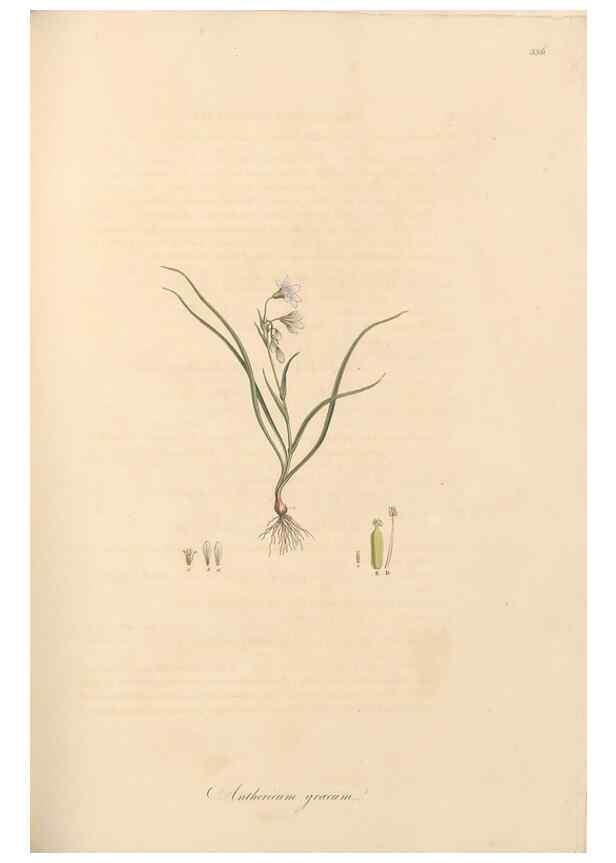 Reproducción/Reproduction 49557373401: Flora Graeca, sive, Plantarum rariorum historia, quas in provinciis aut insulis Graeciae /. Londini :Typis Richardi Taylor et socii, in Vico Shoe-Lane :MDCCCVI-MDCCCXL [1806-1840].. 