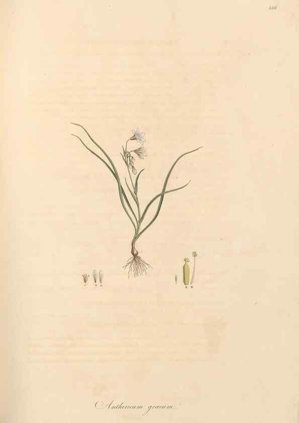 Reproducción/Reproduction 49557373401: Flora Graeca, sive, Plantarum rariorum historia, quas in provinciis aut insulis Graeciae /. Londini :Typis Richardi Taylor et socii, in Vico Shoe-Lane :MDCCCVI-MDCCCXL [1806-1840].. 