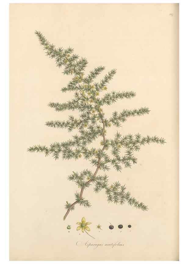 Reproducción/Reproduction 49556875483: Flora Graeca, sive, Plantarum rariorum historia, quas in provinciis aut insulis Graeciae /. Londini :Typis Richardi Taylor et socii, in Vico Shoe-Lane :MDCCCVI-MDCCCXL [1806-1840].. 