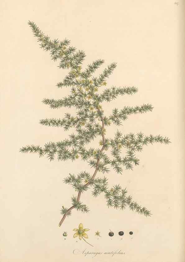 Reproducción/Reproduction 49556875483: Flora Graeca, sive, Plantarum rariorum historia, quas in provinciis aut insulis Graeciae /. Londini :Typis Richardi Taylor et socii, in Vico Shoe-Lane :MDCCCVI-MDCCCXL [1806-1840].. 