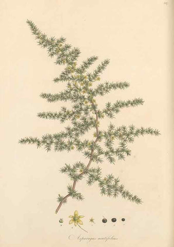 Reproducción/Reproduction 49556875483: Flora Graeca, sive, Plantarum rariorum historia, quas in provinciis aut insulis Graeciae /. Londini :Typis Richardi Taylor et socii, in Vico Shoe-Lane :MDCCCVI-MDCCCXL [1806-1840].. 