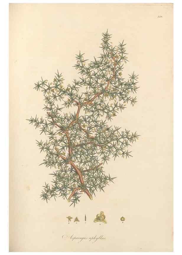 Reproducción/Reproduction 49557609337: Flora Graeca, sive, Plantarum rariorum historia, quas in provinciis aut insulis Graeciae /. Londini :Typis Richardi Taylor et socii, in Vico Shoe-Lane :MDCCCVI-MDCCCXL [1806-1840].. 
