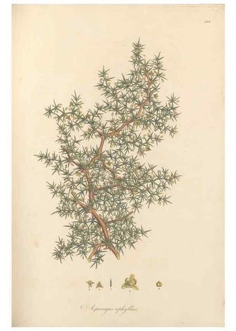 Reproducción/Reproduction 49557609337: Flora Graeca, sive, Plantarum rariorum historia, quas in provinciis aut insulis Graeciae /. Londini :Typis Richardi Taylor et socii, in Vico Shoe-Lane :MDCCCVI-MDCCCXL [1806-1840].. 
