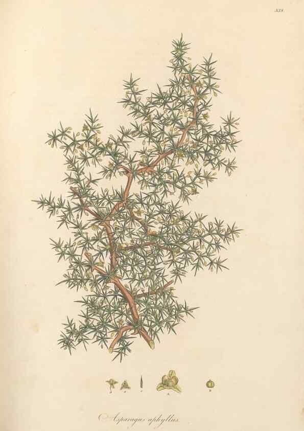 Reproducción/Reproduction 49557609337: Flora Graeca, sive, Plantarum rariorum historia, quas in provinciis aut insulis Graeciae /. Londini :Typis Richardi Taylor et socii, in Vico Shoe-Lane :MDCCCVI-MDCCCXL [1806-1840].. 