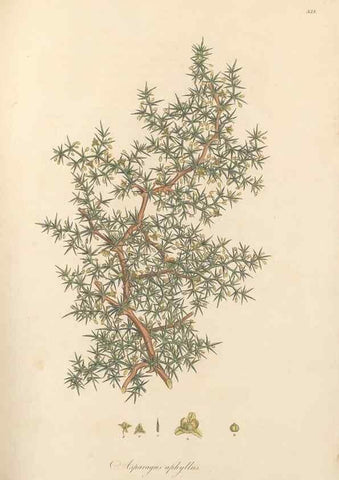 Reproducción/Reproduction 49557609337: Flora Graeca, sive, Plantarum rariorum historia, quas in provinciis aut insulis Graeciae /. Londini :Typis Richardi Taylor et socii, in Vico Shoe-Lane :MDCCCVI-MDCCCXL [1806-1840].. 