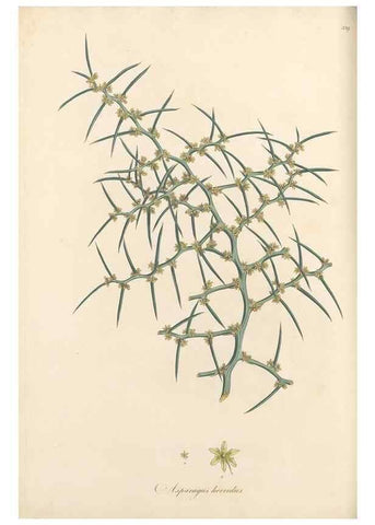 Reproducción/Reproduction 49557374311: Flora Graeca, sive, Plantarum rariorum historia, quas in provinciis aut insulis Graeciae /. Londini :Typis Richardi Taylor et socii, in Vico Shoe-Lane :MDCCCVI-MDCCCXL [1806-1840].. 