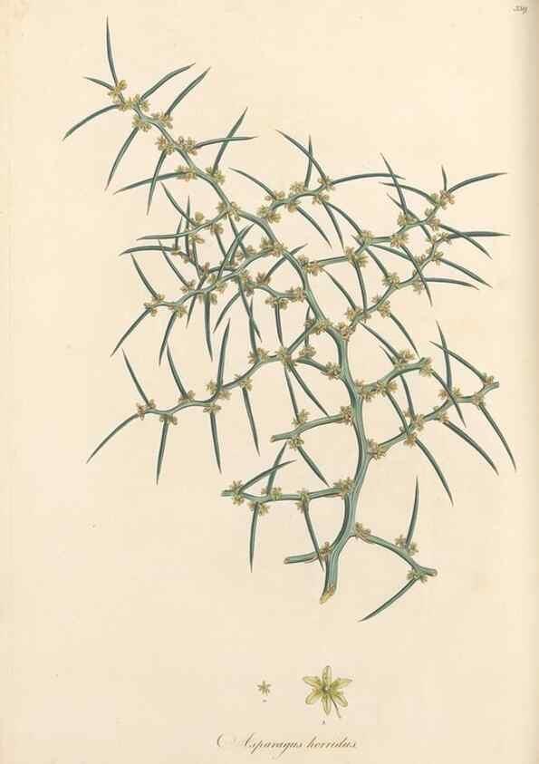 Reproducción/Reproduction 49557374311: Flora Graeca, sive, Plantarum rariorum historia, quas in provinciis aut insulis Graeciae /. Londini :Typis Richardi Taylor et socii, in Vico Shoe-Lane :MDCCCVI-MDCCCXL [1806-1840].. 