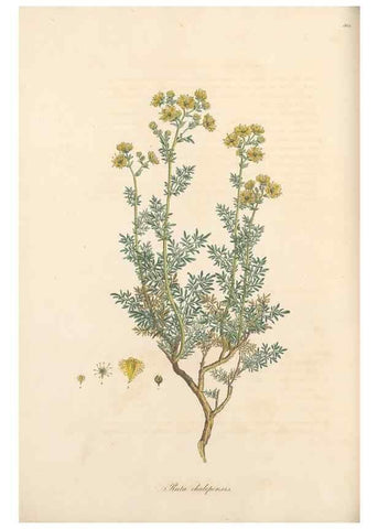 Reproducción/Reproduction 49557384356: Flora Graeca, sive, Plantarum rariorum historia, quas in provinciis aut insulis Graeciae /. Londini :Typis Richardi Taylor et socii, in Vico Shoe-Lane :MDCCCVI-MDCCCXL [1806-1840].. 