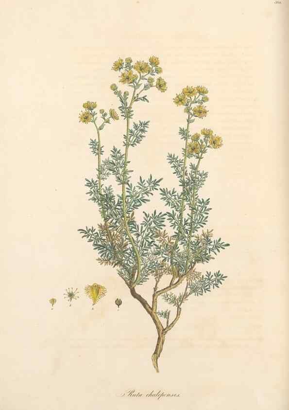 Reproducción/Reproduction 49557384356: Flora Graeca, sive, Plantarum rariorum historia, quas in provinciis aut insulis Graeciae /. Londini :Typis Richardi Taylor et socii, in Vico Shoe-Lane :MDCCCVI-MDCCCXL [1806-1840].. 