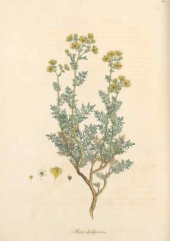 Reproducción/Reproduction 49557384356: Flora Graeca, sive, Plantarum rariorum historia, quas in provinciis aut insulis Graeciae /. Londini :Typis Richardi Taylor et socii, in Vico Shoe-Lane :MDCCCVI-MDCCCXL [1806-1840].. 