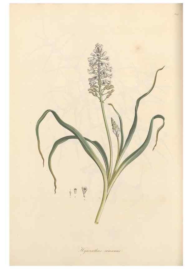Reproducción/Reproduction 49557374621: Flora Graeca, sive, Plantarum rariorum historia, quas in provinciis aut insulis Graeciae /. Londini :Typis Richardi Taylor et socii, in Vico Shoe-Lane :MDCCCVI-MDCCCXL [1806-1840].. 