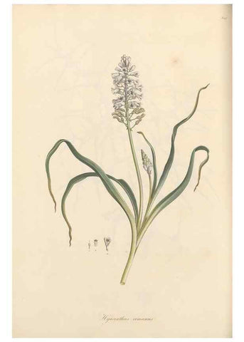 Reproducción/Reproduction 49557374621: Flora Graeca, sive, Plantarum rariorum historia, quas in provinciis aut insulis Graeciae /. Londini :Typis Richardi Taylor et socii, in Vico Shoe-Lane :MDCCCVI-MDCCCXL [1806-1840].. 