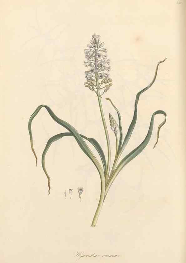 Reproducción/Reproduction 49557374621: Flora Graeca, sive, Plantarum rariorum historia, quas in provinciis aut insulis Graeciae /. Londini :Typis Richardi Taylor et socii, in Vico Shoe-Lane :MDCCCVI-MDCCCXL [1806-1840].. 