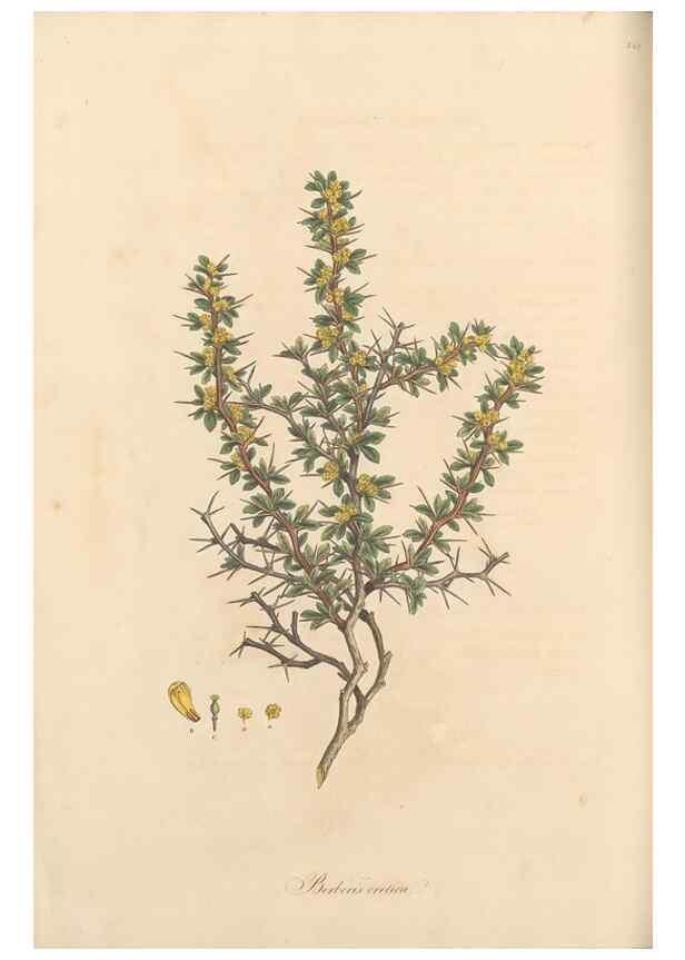 Reproducción/Reproduction 49557375236: Flora Graeca, sive, Plantarum rariorum historia, quas in provinciis aut insulis Graeciae /. Londini :Typis Richardi Taylor et socii, in Vico Shoe-Lane :MDCCCVI-MDCCCXL [1806-1840].. 