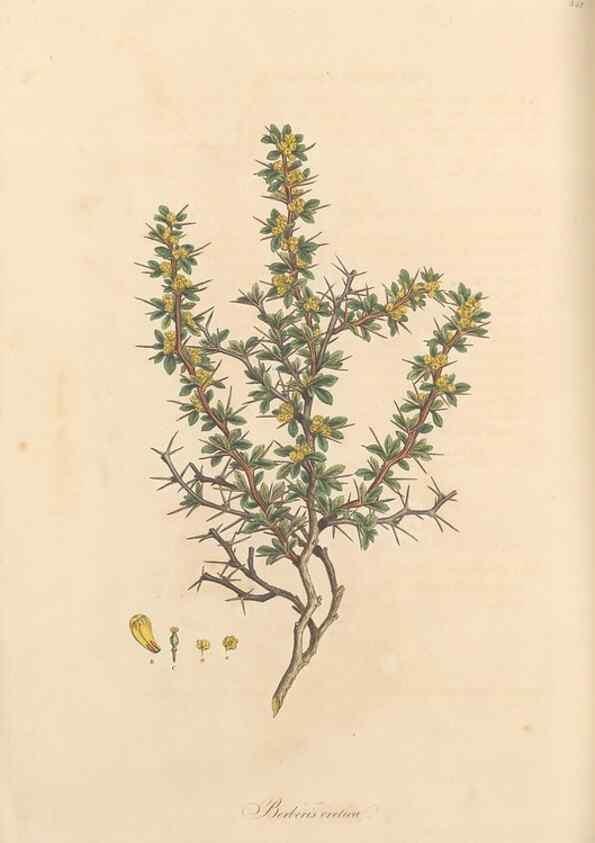 Reproducción/Reproduction 49557375236: Flora Graeca, sive, Plantarum rariorum historia, quas in provinciis aut insulis Graeciae /. Londini :Typis Richardi Taylor et socii, in Vico Shoe-Lane :MDCCCVI-MDCCCXL [1806-1840].. 