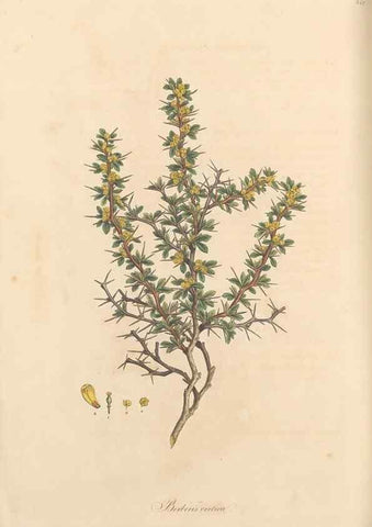 Reproducción/Reproduction 49557375236: Flora Graeca, sive, Plantarum rariorum historia, quas in provinciis aut insulis Graeciae /. Londini :Typis Richardi Taylor et socii, in Vico Shoe-Lane :MDCCCVI-MDCCCXL [1806-1840].. 
