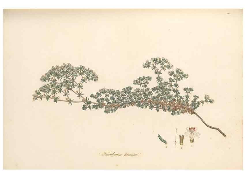 Reproducción/Reproduction 49556877348: Flora Graeca, sive, Plantarum rariorum historia, quas in provinciis aut insulis Graeciae /. Londini :Typis Richardi Taylor et socii, in Vico Shoe-Lane :MDCCCVI-MDCCCXL [1806-1840].. 