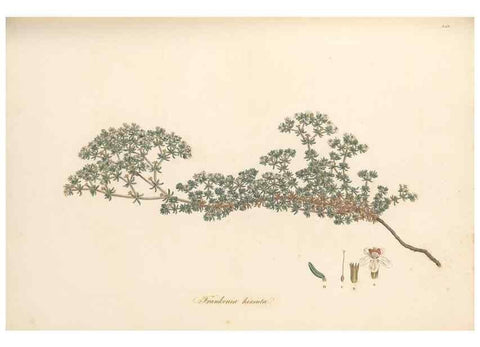 Reproducción/Reproduction 49556877348: Flora Graeca, sive, Plantarum rariorum historia, quas in provinciis aut insulis Graeciae /. Londini :Typis Richardi Taylor et socii, in Vico Shoe-Lane :MDCCCVI-MDCCCXL [1806-1840].. 