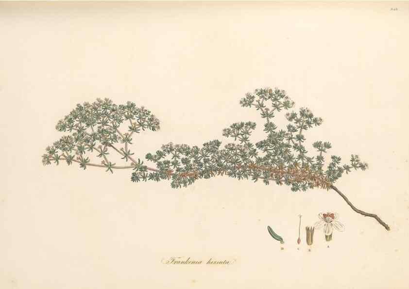 Reproducción/Reproduction 49556877348: Flora Graeca, sive, Plantarum rariorum historia, quas in provinciis aut insulis Graeciae /. Londini :Typis Richardi Taylor et socii, in Vico Shoe-Lane :MDCCCVI-MDCCCXL [1806-1840].. 