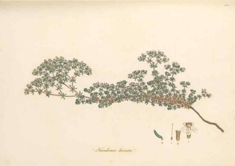 Reproducción/Reproduction 49556877348: Flora Graeca, sive, Plantarum rariorum historia, quas in provinciis aut insulis Graeciae /. Londini :Typis Richardi Taylor et socii, in Vico Shoe-Lane :MDCCCVI-MDCCCXL [1806-1840].. 