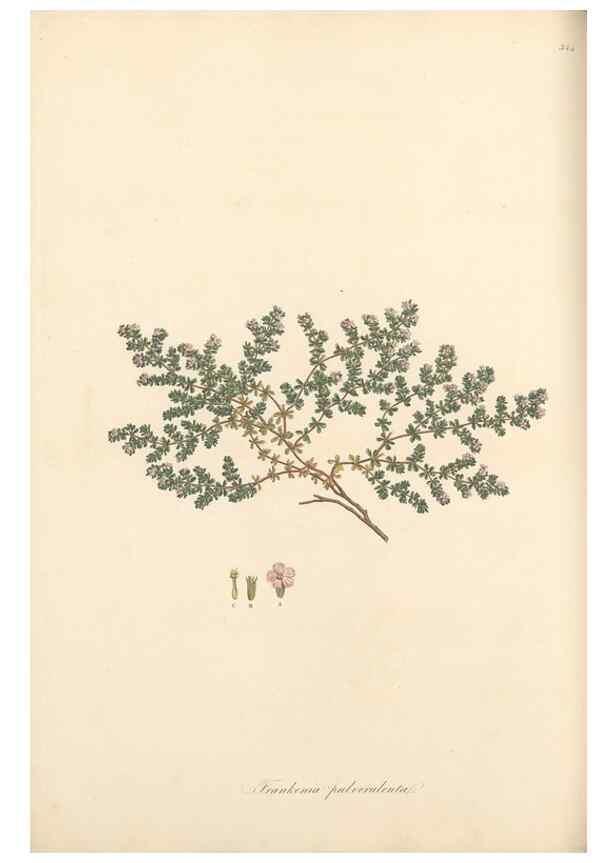 Reproducción/Reproduction 49557611277: Flora Graeca, sive, Plantarum rariorum historia, quas in provinciis aut insulis Graeciae /. Londini :Typis Richardi Taylor et socii, in Vico Shoe-Lane :MDCCCVI-MDCCCXL [1806-1840].. 