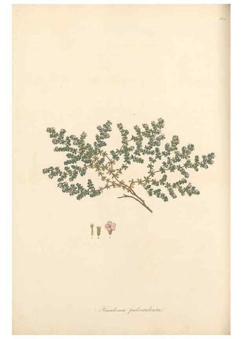 Reproducción/Reproduction 49557611277: Flora Graeca, sive, Plantarum rariorum historia, quas in provinciis aut insulis Graeciae /. Londini :Typis Richardi Taylor et socii, in Vico Shoe-Lane :MDCCCVI-MDCCCXL [1806-1840].. 