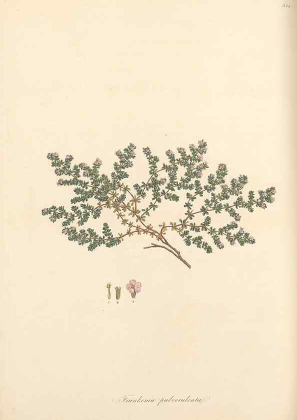 Reproducción/Reproduction 49557611277: Flora Graeca, sive, Plantarum rariorum historia, quas in provinciis aut insulis Graeciae /. Londini :Typis Richardi Taylor et socii, in Vico Shoe-Lane :MDCCCVI-MDCCCXL [1806-1840].. 