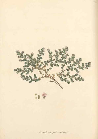 Reproducción/Reproduction 49557611277: Flora Graeca, sive, Plantarum rariorum historia, quas in provinciis aut insulis Graeciae /. Londini :Typis Richardi Taylor et socii, in Vico Shoe-Lane :MDCCCVI-MDCCCXL [1806-1840].. 