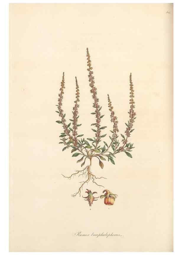 Reproducción/Reproduction 49557376316: Flora Graeca, sive, Plantarum rariorum historia, quas in provinciis aut insulis Graeciae /. Londini :Typis Richardi Taylor et socii, in Vico Shoe-Lane :MDCCCVI-MDCCCXL [1806-1840].. 