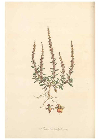 Reproducción/Reproduction 49557376316: Flora Graeca, sive, Plantarum rariorum historia, quas in provinciis aut insulis Graeciae /. Londini :Typis Richardi Taylor et socii, in Vico Shoe-Lane :MDCCCVI-MDCCCXL [1806-1840].. 