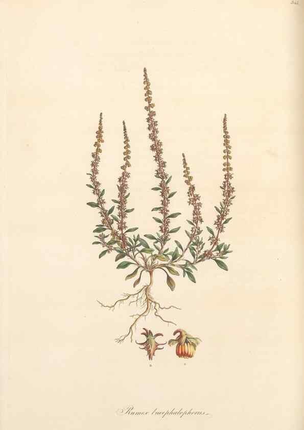 Reproducción/Reproduction 49557376316: Flora Graeca, sive, Plantarum rariorum historia, quas in provinciis aut insulis Graeciae /. Londini :Typis Richardi Taylor et socii, in Vico Shoe-Lane :MDCCCVI-MDCCCXL [1806-1840].. 