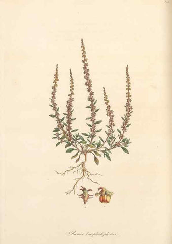 Reproducción/Reproduction 49557376316: Flora Graeca, sive, Plantarum rariorum historia, quas in provinciis aut insulis Graeciae /. Londini :Typis Richardi Taylor et socii, in Vico Shoe-Lane :MDCCCVI-MDCCCXL [1806-1840].. 