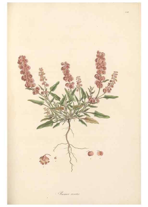 Reproducción/Reproduction 49557611952: Flora Graeca, sive, Plantarum rariorum historia, quas in provinciis aut insulis Graeciae /. Londini :Typis Richardi Taylor et socii, in Vico Shoe-Lane :MDCCCVI-MDCCCXL [1806-1840].. 