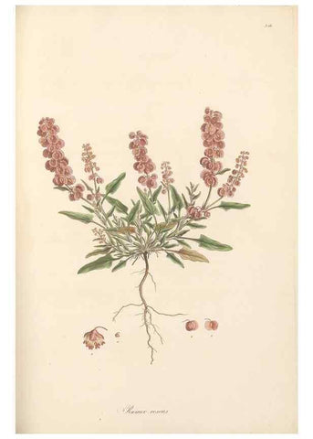 Reproducción/Reproduction 49557611952: Flora Graeca, sive, Plantarum rariorum historia, quas in provinciis aut insulis Graeciae /. Londini :Typis Richardi Taylor et socii, in Vico Shoe-Lane :MDCCCVI-MDCCCXL [1806-1840].. 