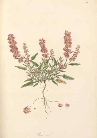 Reproducción/Reproduction 49557611952: Flora Graeca, sive, Plantarum rariorum historia, quas in provinciis aut insulis Graeciae /. Londini :Typis Richardi Taylor et socii, in Vico Shoe-Lane :MDCCCVI-MDCCCXL [1806-1840].. 