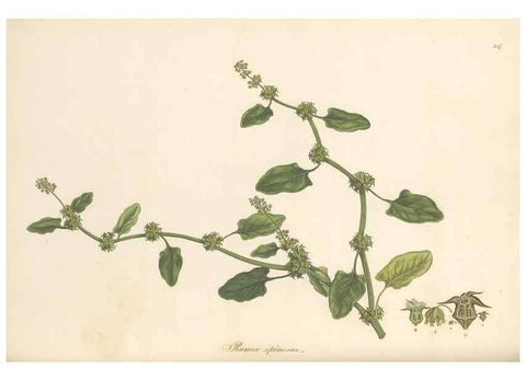 Reproducción/Reproduction 49556878623: Flora Graeca, sive, Plantarum rariorum historia, quas in provinciis aut insulis Graeciae /. Londini :Typis Richardi Taylor et socii, in Vico Shoe-Lane :MDCCCVI-MDCCCXL [1806-1840].. 