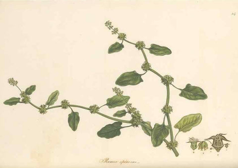 Reproducción/Reproduction 49556878623: Flora Graeca, sive, Plantarum rariorum historia, quas in provinciis aut insulis Graeciae /. Londini :Typis Richardi Taylor et socii, in Vico Shoe-Lane :MDCCCVI-MDCCCXL [1806-1840].. 