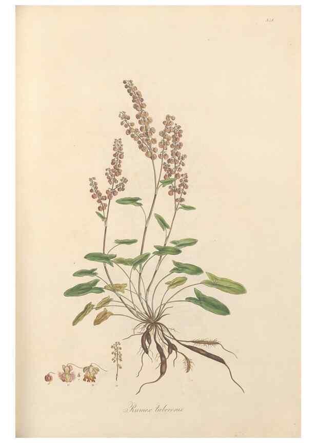 Reproducción/Reproduction 49557377291: Flora Graeca, sive, Plantarum rariorum historia, quas in provinciis aut insulis Graeciae /. Londini :Typis Richardi Taylor et socii, in Vico Shoe-Lane :MDCCCVI-MDCCCXL [1806-1840].. 