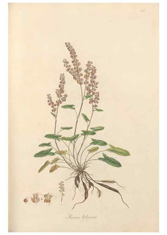 Reproducción/Reproduction 49557377291: Flora Graeca, sive, Plantarum rariorum historia, quas in provinciis aut insulis Graeciae /. Londini :Typis Richardi Taylor et socii, in Vico Shoe-Lane :MDCCCVI-MDCCCXL [1806-1840].. 