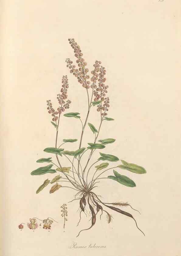 Reproducción/Reproduction 49557377291: Flora Graeca, sive, Plantarum rariorum historia, quas in provinciis aut insulis Graeciae /. Londini :Typis Richardi Taylor et socii, in Vico Shoe-Lane :MDCCCVI-MDCCCXL [1806-1840].. 
