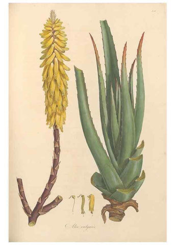Reproducción/Reproduction 49557374911: Flora Graeca, sive, Plantarum rariorum historia, quas in provinciis aut insulis Graeciae /. Londini :Typis Richardi Taylor et socii, in Vico Shoe-Lane :MDCCCVI-MDCCCXL [1806-1840].. 